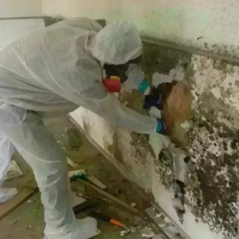 Mold Remediation and Removal in Sangamon County, IL